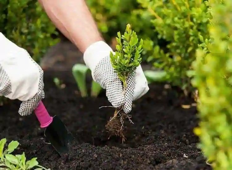 Garden Contractor in Jaipur